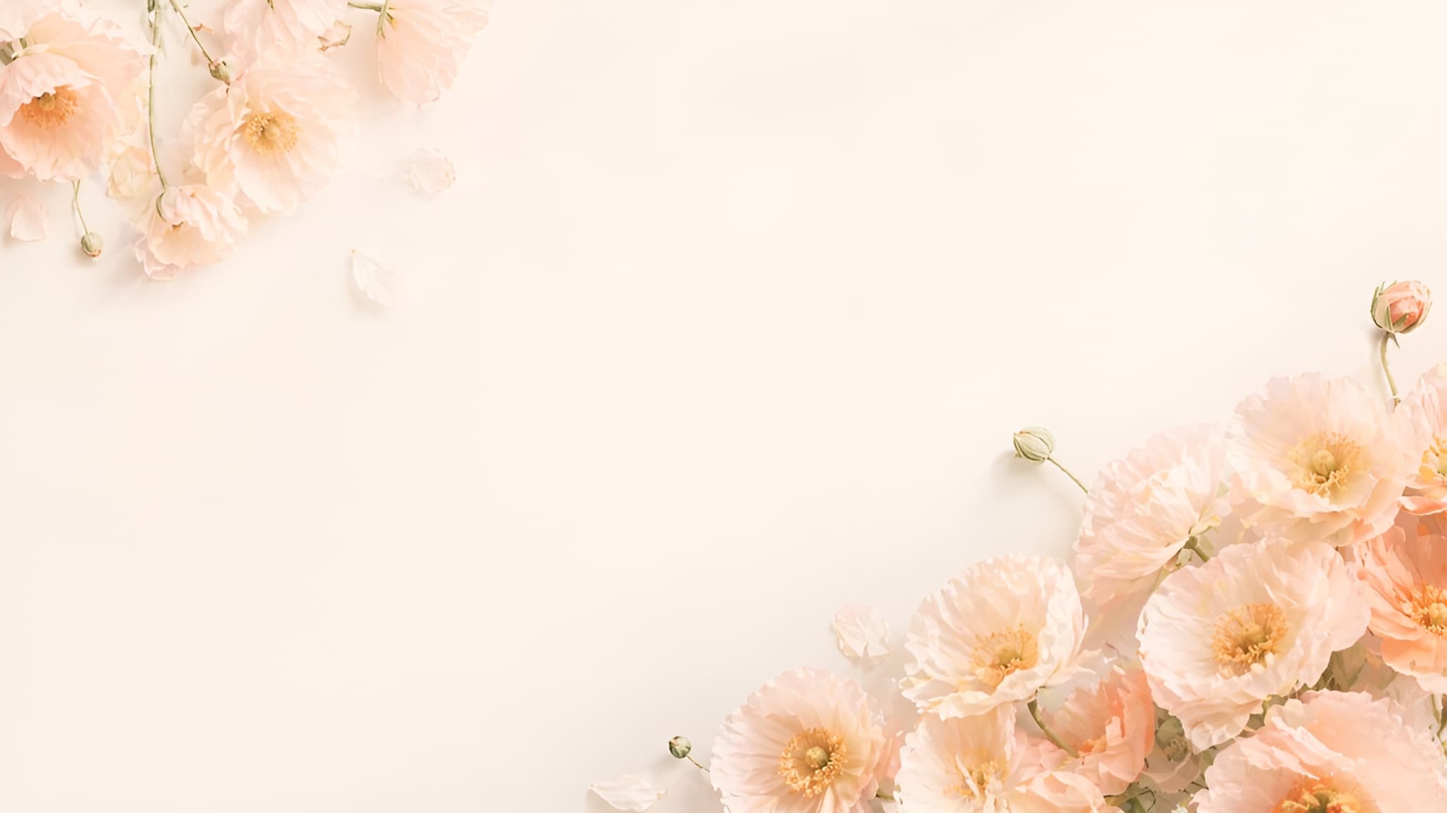 Soft poppy flowers framing the Precious Poppy & co hero